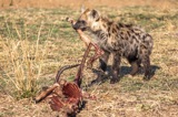 Serondella - Hyena pup stealingfood